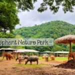 ¡Experimenta la Magia de Elephant Nature Park en Chiang Mai!