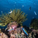 ¿Qué maravillas esconde el Parque Marino de Tarutao al bucear en Koh Lipe? 🐠